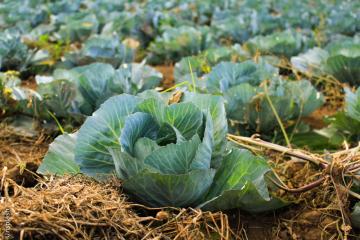 boeren en landbouw