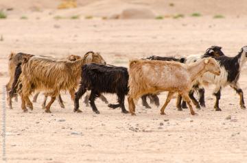 geiten en schapen